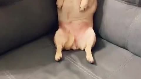 cute dogs and him style