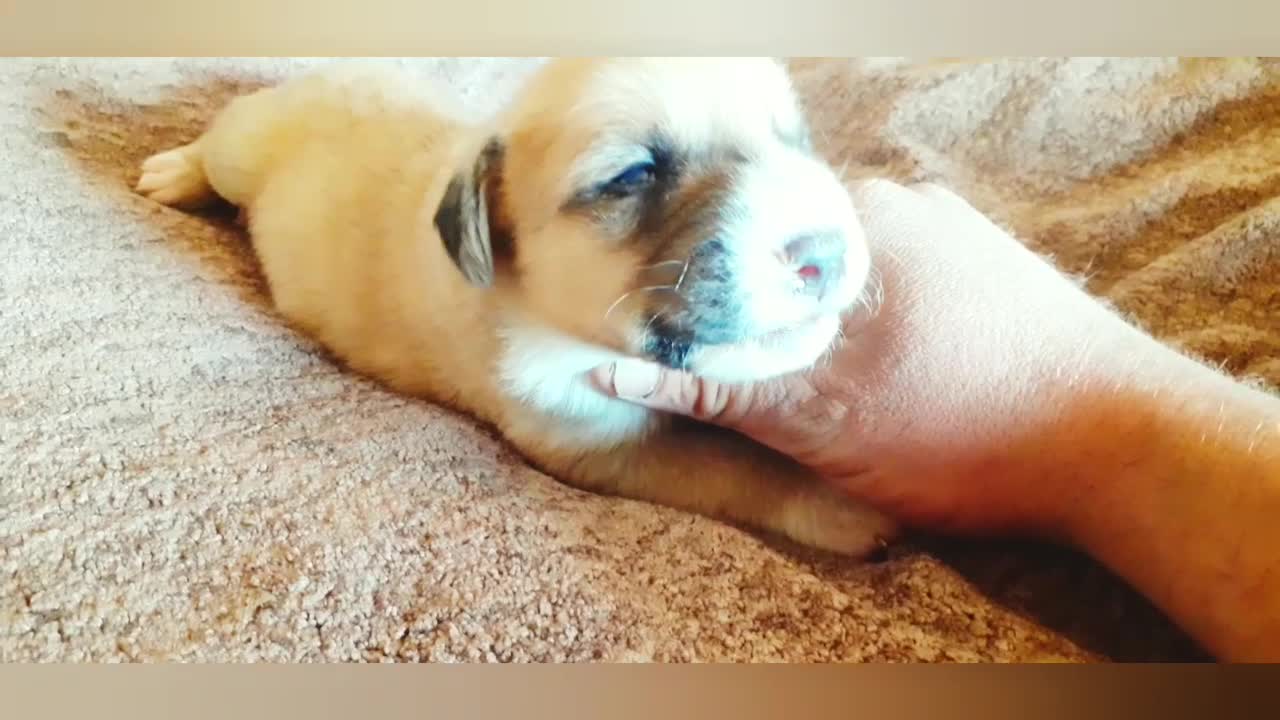 How the dog opened its eyes for the first time