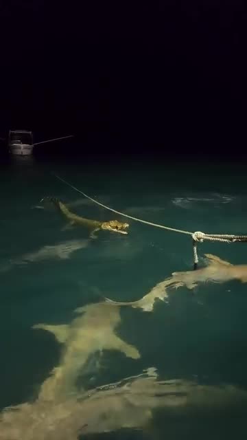Crocodile gets attacked by sharks