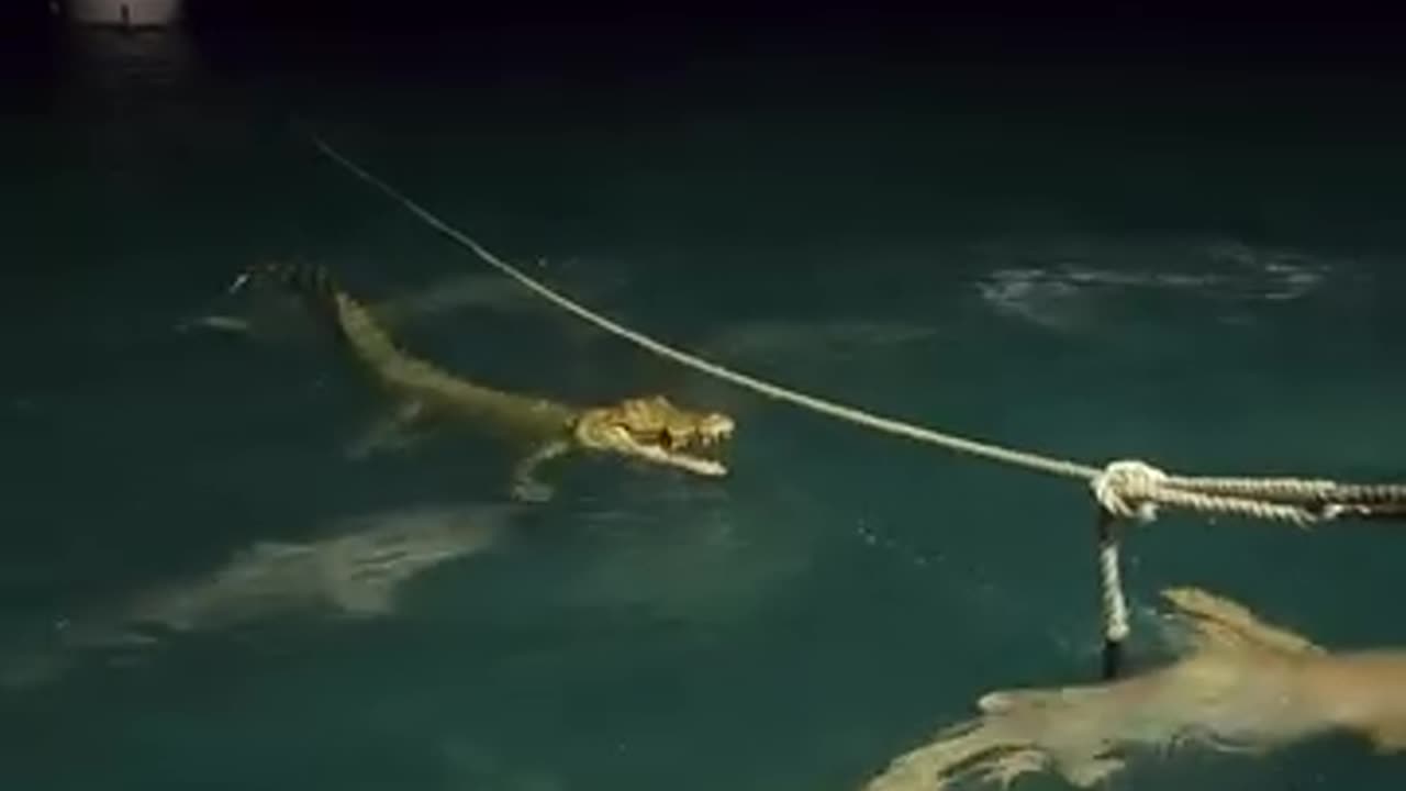 Crocodile gets attacked by sharks