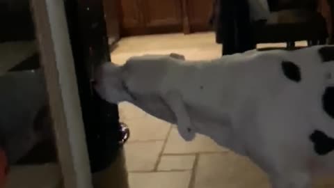 Doggo Drinks from Water Dispenser