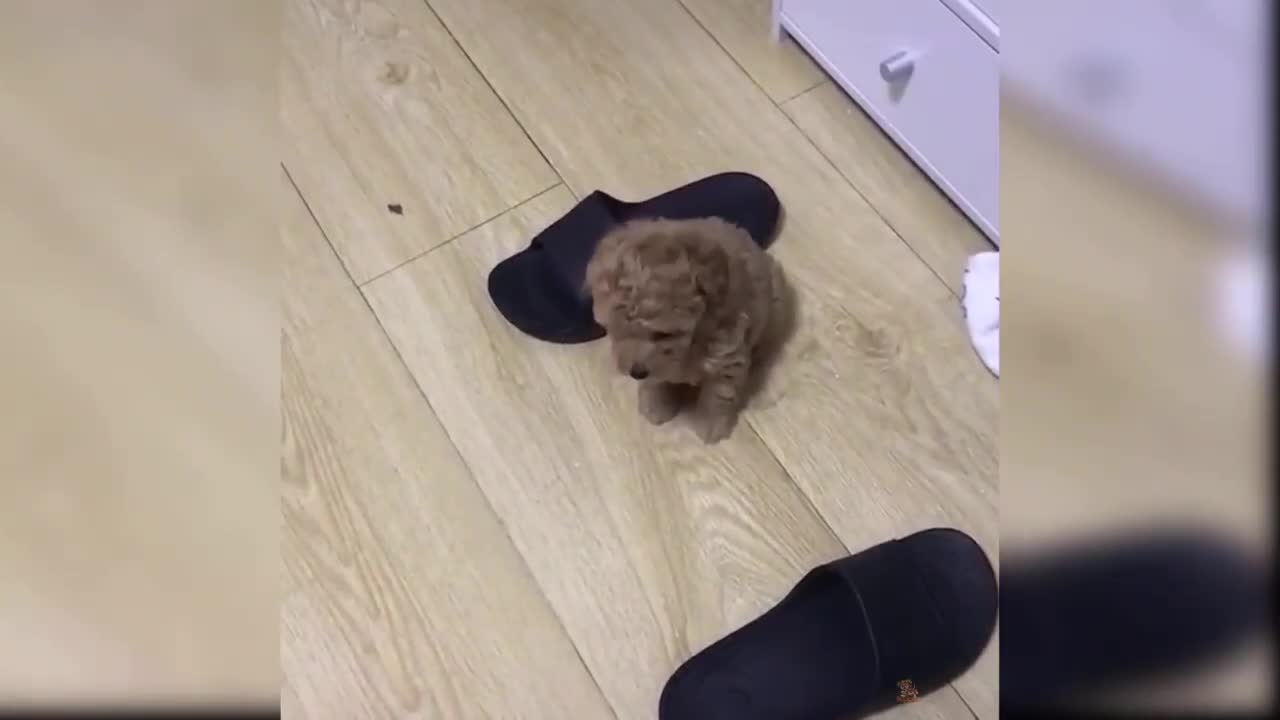 adorable puppy makes adorable sound