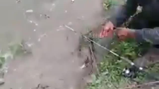 This is a beautiful and charming water-dwelling species