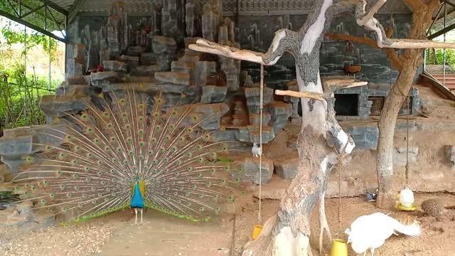 Beautiful male peacock dancing showing off its feathers in front of female peacocks