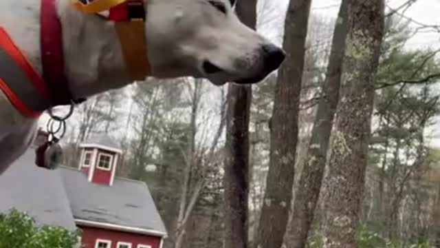 Dog helicopter