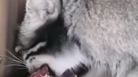 The cat has a very good appetite and will eat up any amount