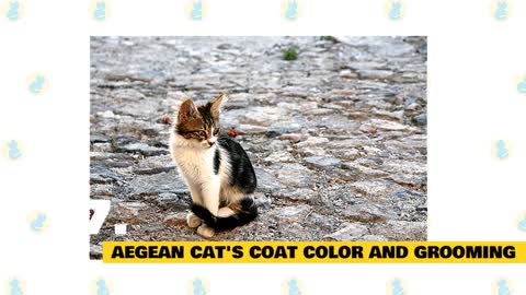 Facts and Myths about the Aegean Cat!