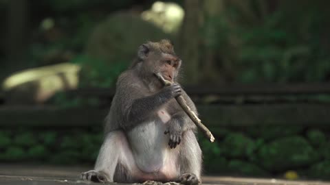 See what this monkey is doing with the stick and where does he place it