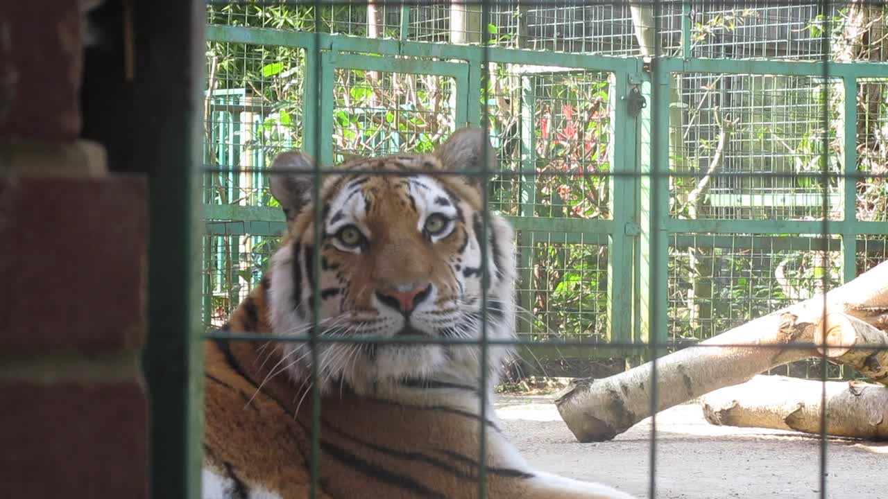 A great Tiger