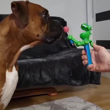 My dog is a boxer mix and he is 100 all boxer energy 😂