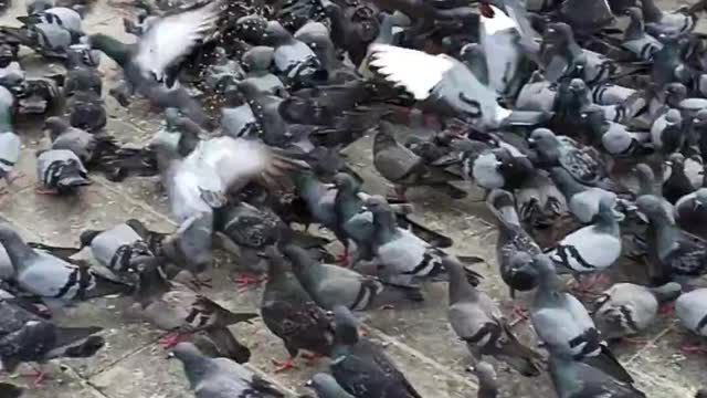 Group of pigeons pecking on a city pavement, an eye catching scenario