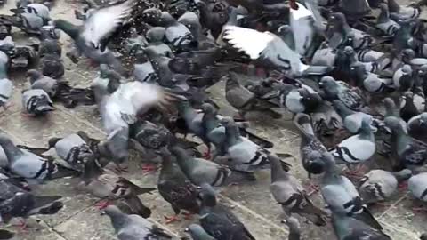 Group of pigeons pecking on a city pavement, an eye catching scenario