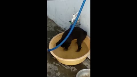 Puppy play in the water with ball