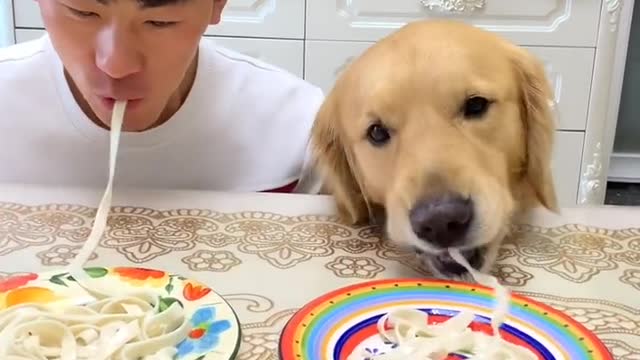 Eating noodles with a dog