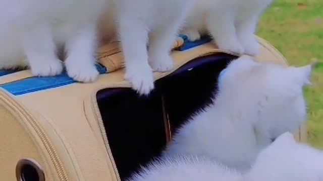 Cute and funny cuat