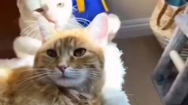 Funny cat video