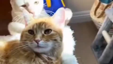 Funny cat video