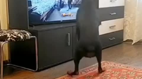 Can your dog do this?