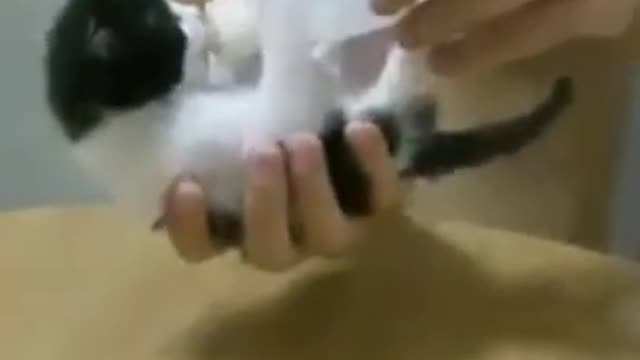 funny cat expressions 😹😸💥cat funny videos
