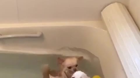 Cute Chihuahua Bath