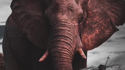 Elephant sound 🐘 #elephant #sound #nature