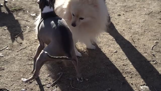 I Filmed My Dog Whenever He Cried Or Was Nasty For 24 Hours