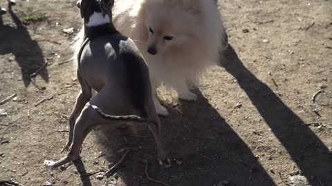 I Filmed My Dog Whenever He Cried Or Was Nasty For 24 Hours