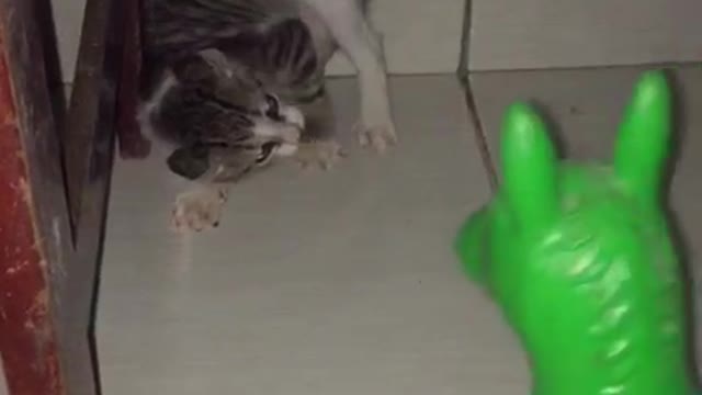 toy scared cat