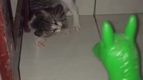 toy scared cat