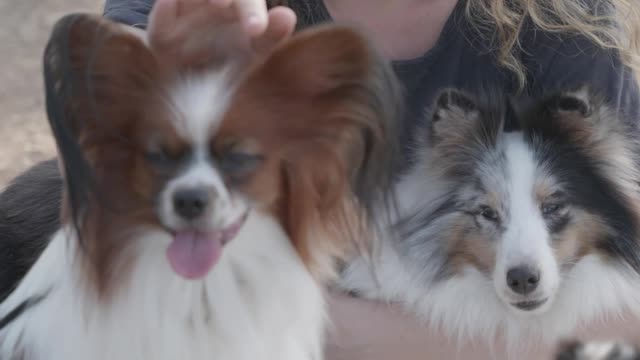 Cute Lady play with cute pets.