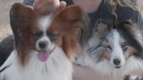 Cute Lady play with cute pets.