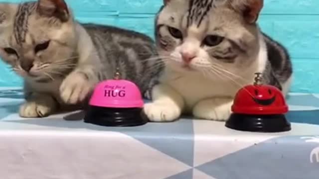 Super Cutie Cats