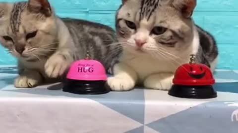 Super Cutie Cats