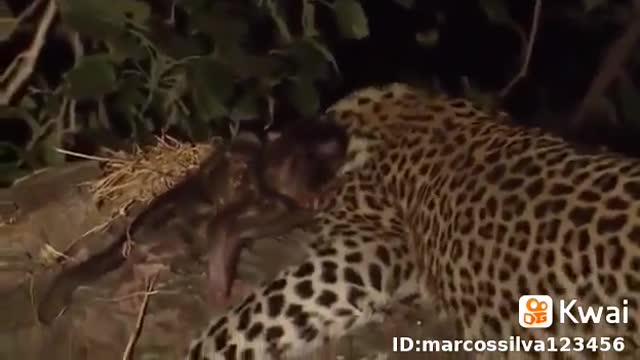 Leopard adopts baby monkey as if it were his cub