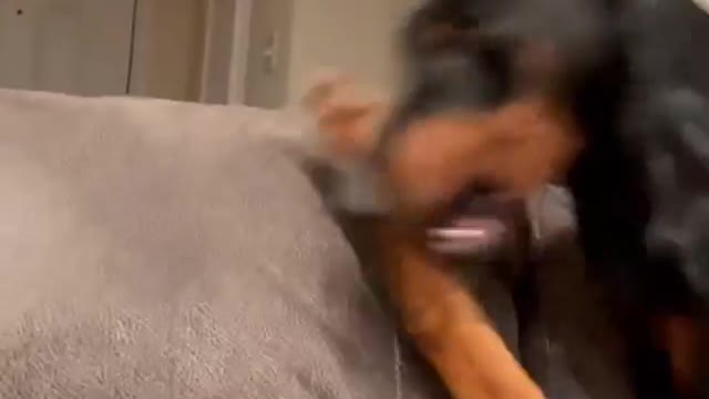 Dog having fun