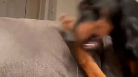 Dog having fun