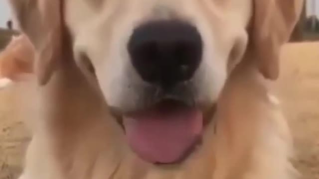 Top Funny Cute Dog Videos and TIKTOK Compilation