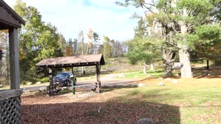 Walking Thru Fall Leaves in Northern Wisconsin Oct 2020