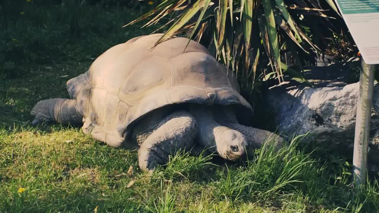 Aldabra Giant Tortoise Video