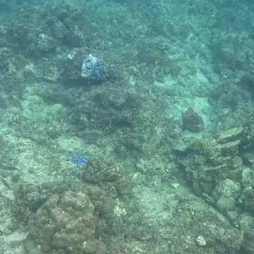 A Morning Snorkeling Adventure