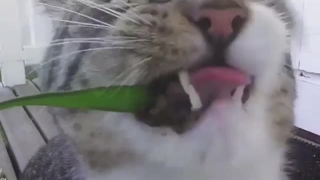 Cute pet, silly and happy.