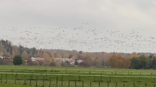 Starling murmuration