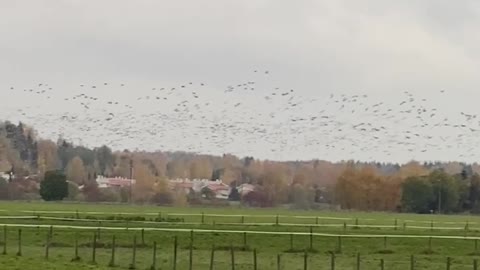 Starling murmuration