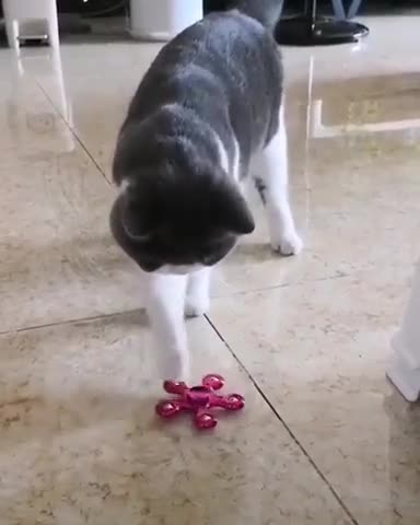 Cats also love to play with a spinner