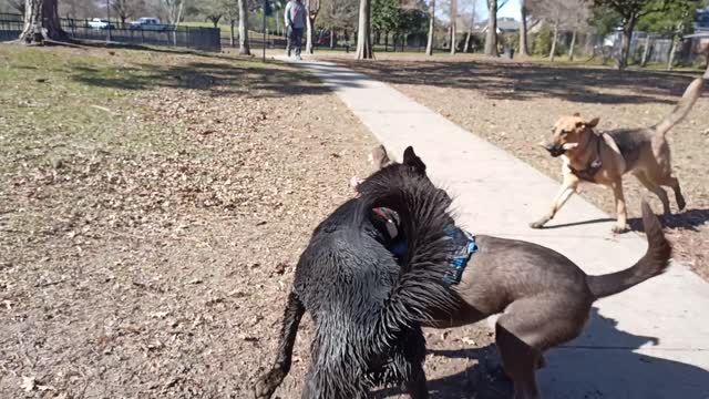 Bowie loves to wrestle!