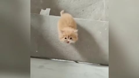 Cute beautiful kitty want to say something