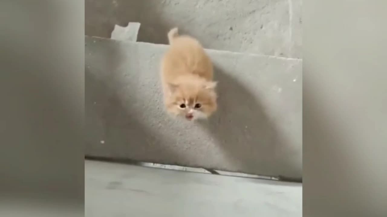 Cute beautiful kitty want to say something