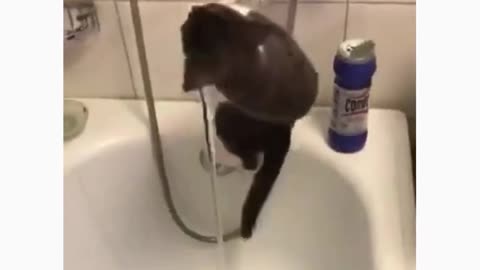 😅The best video about cats