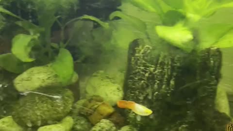 3 friendly fish