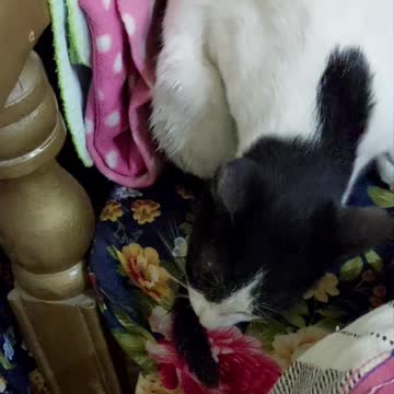 Funny cats 👌👌👌👌 👀👀👀 funny#shorts videos